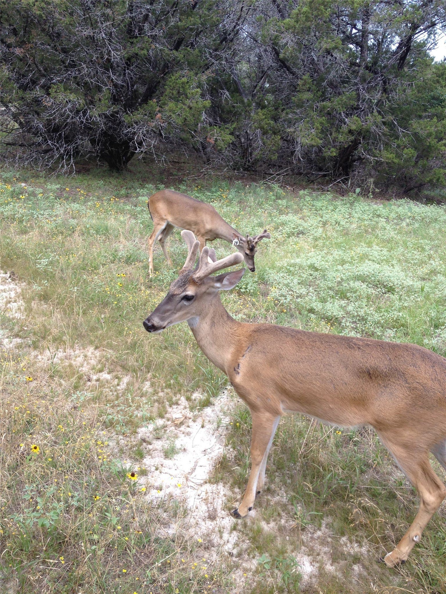 57.63 acres in Bosque County - photo 6