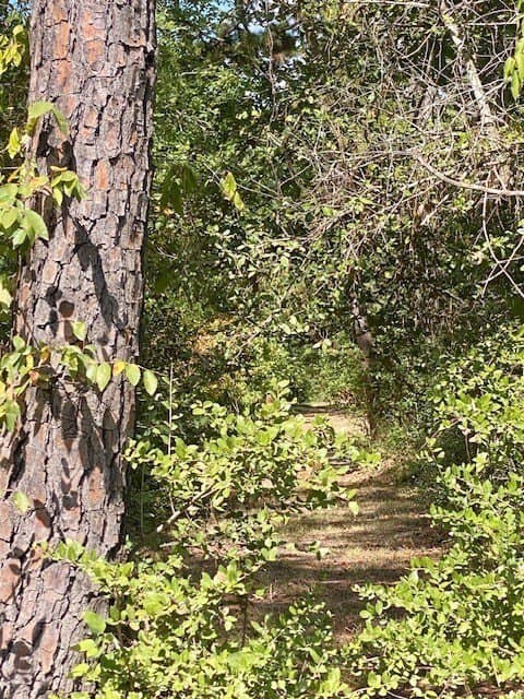 14.84 acres in Texas County featured view