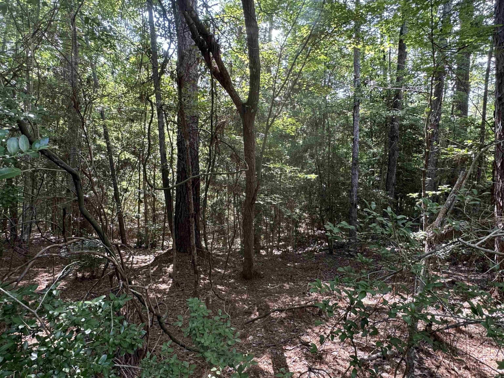 0.26 acres in Texas County gallery image 4