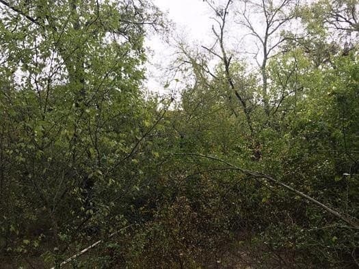 243 acres in Limestone County
