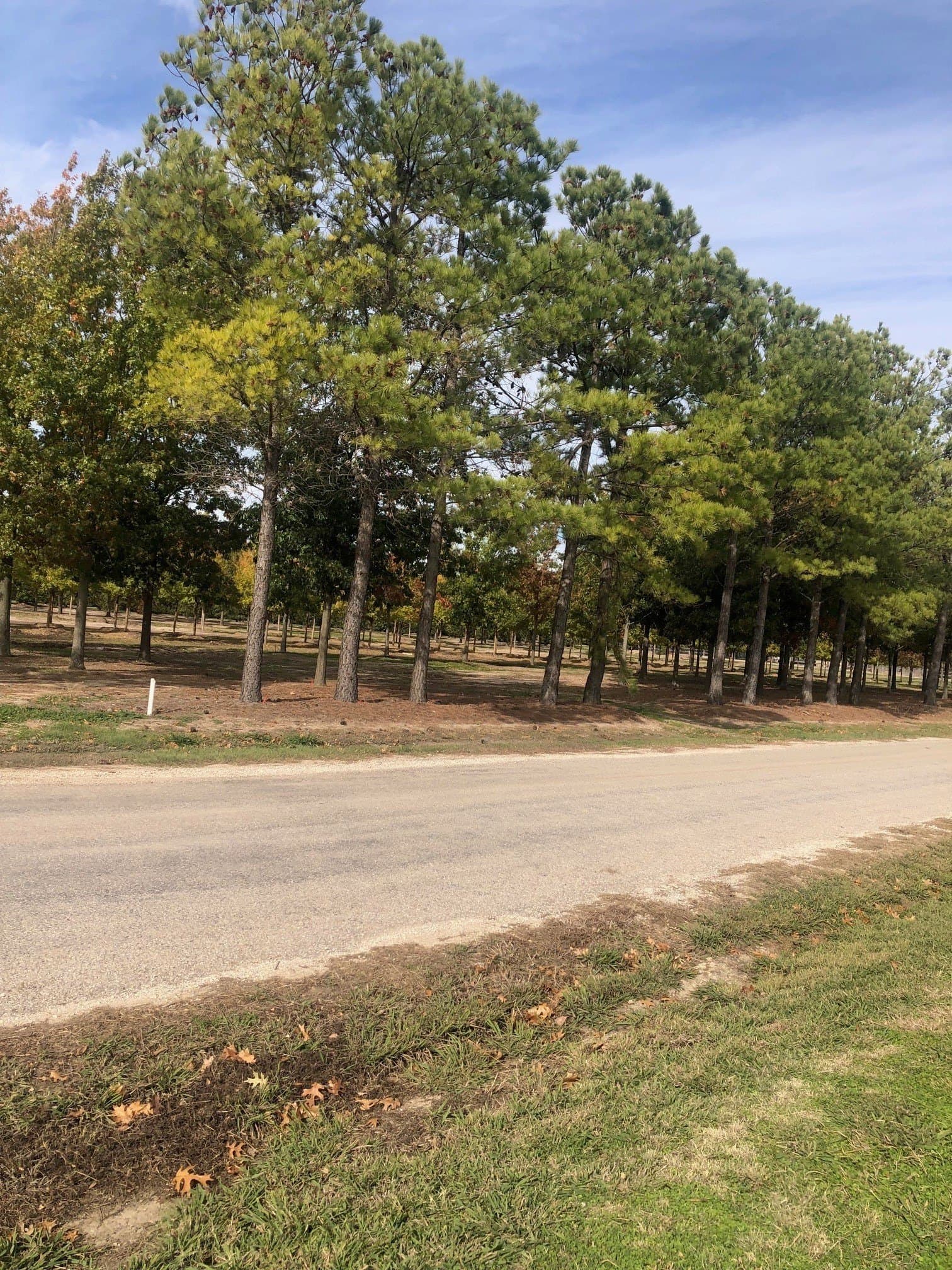 3 acres in Grayson County gallery image 2