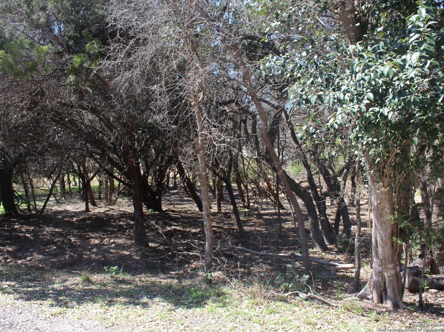 0.41 acres in Comal County gallery image 3