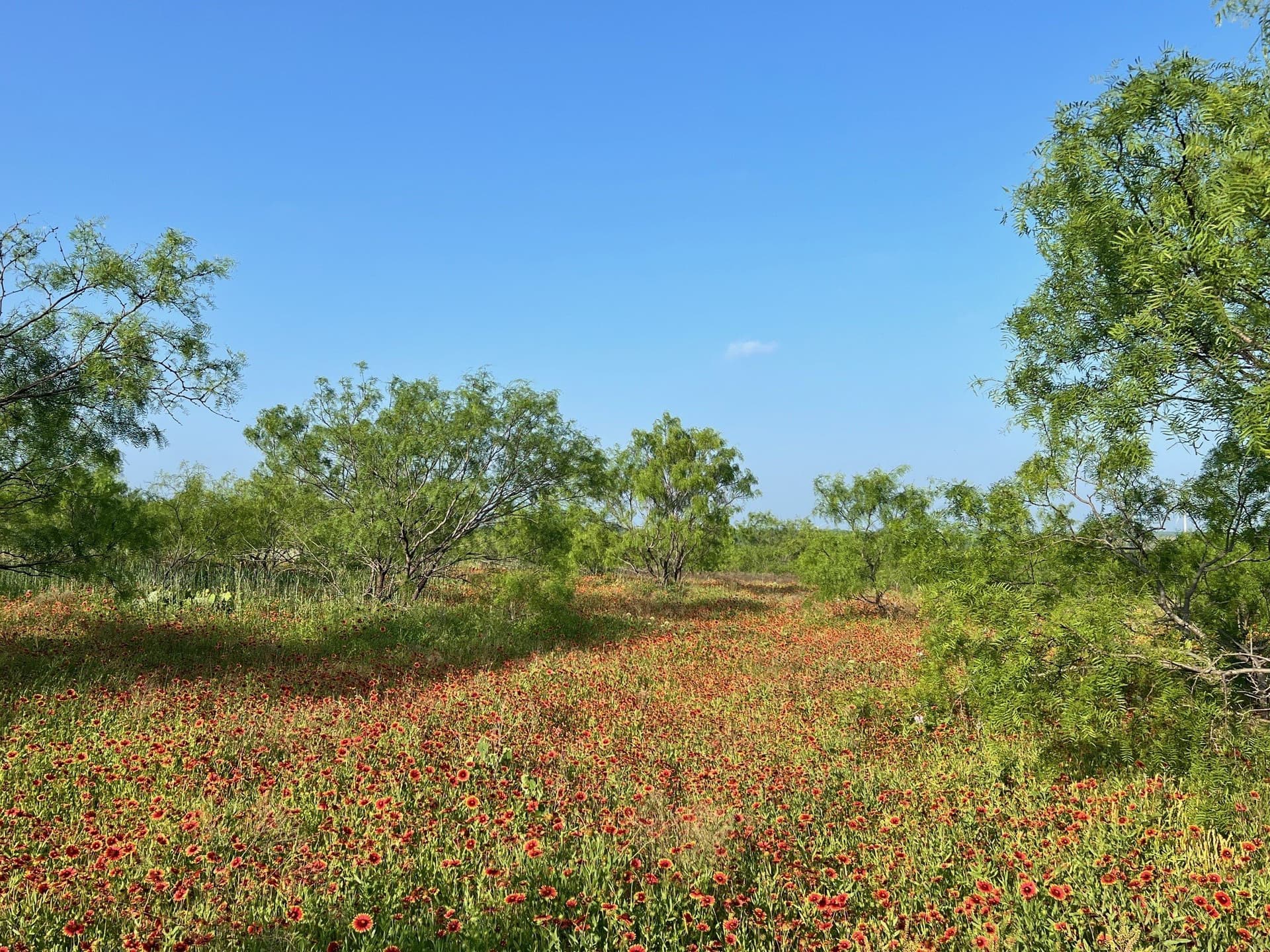30.57 acres in Comanche County - photo 7