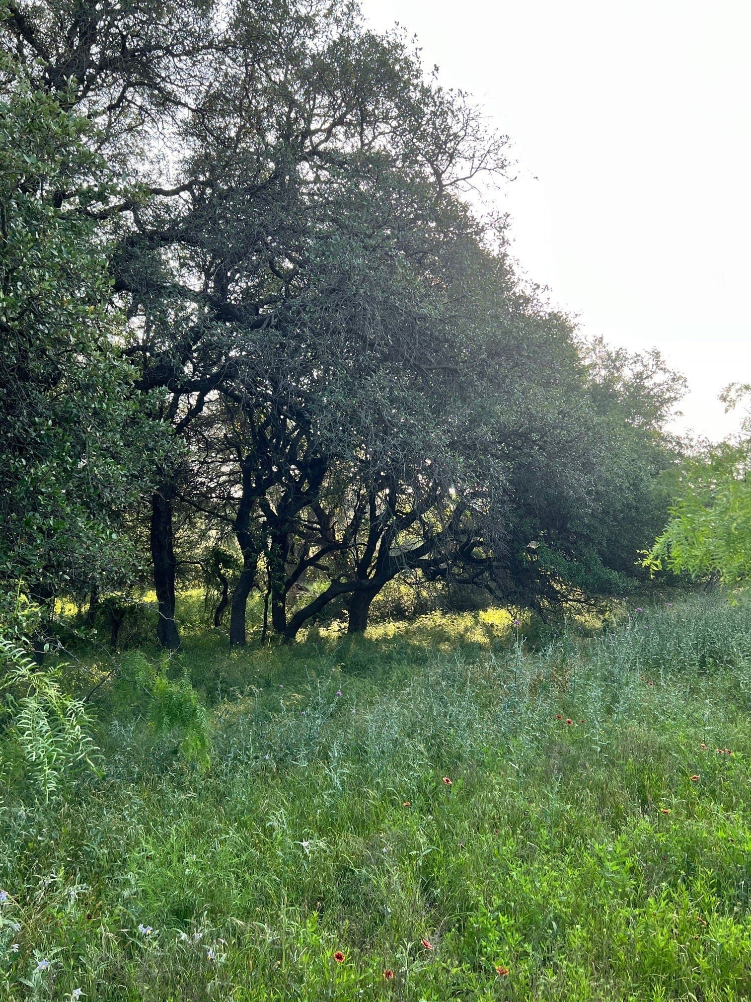 30.57 acres in Comanche County - photo 13