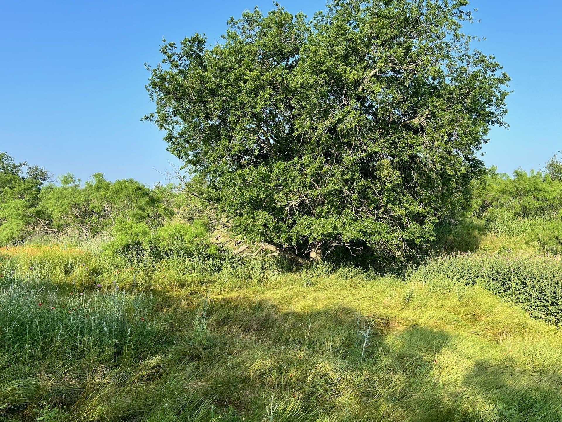 30.57 acres in Comanche County - photo 9