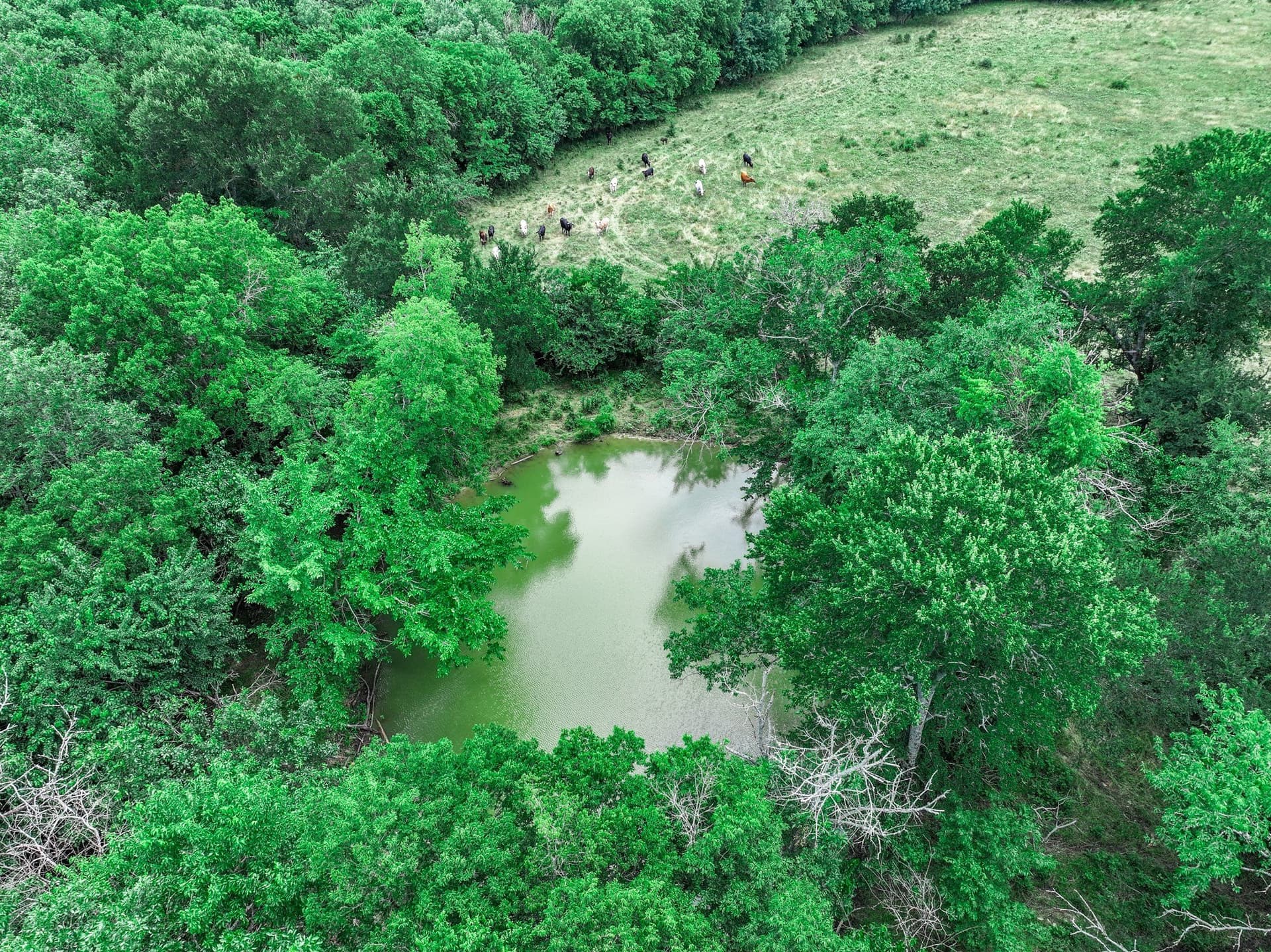 66.68 acres in Delta County gallery image 4