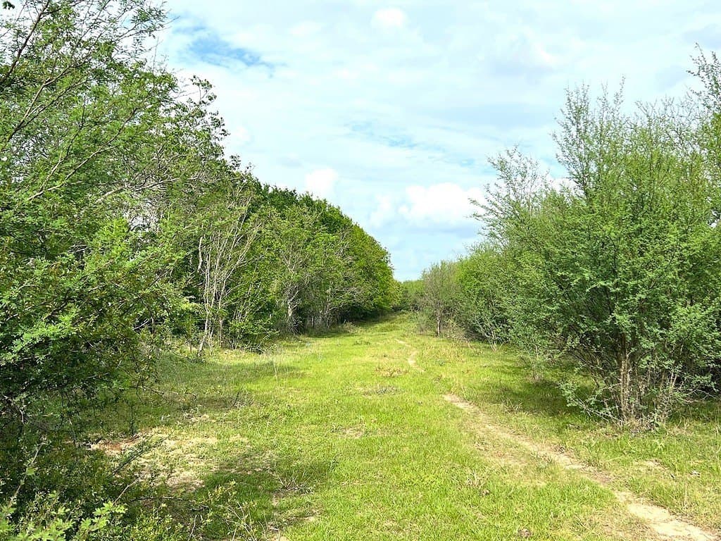 42.19 acres in Austin County gallery image 2