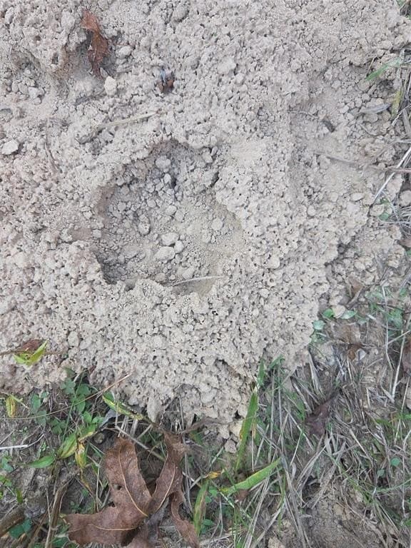 5.5 acres in Red River (TX) County gallery image 2