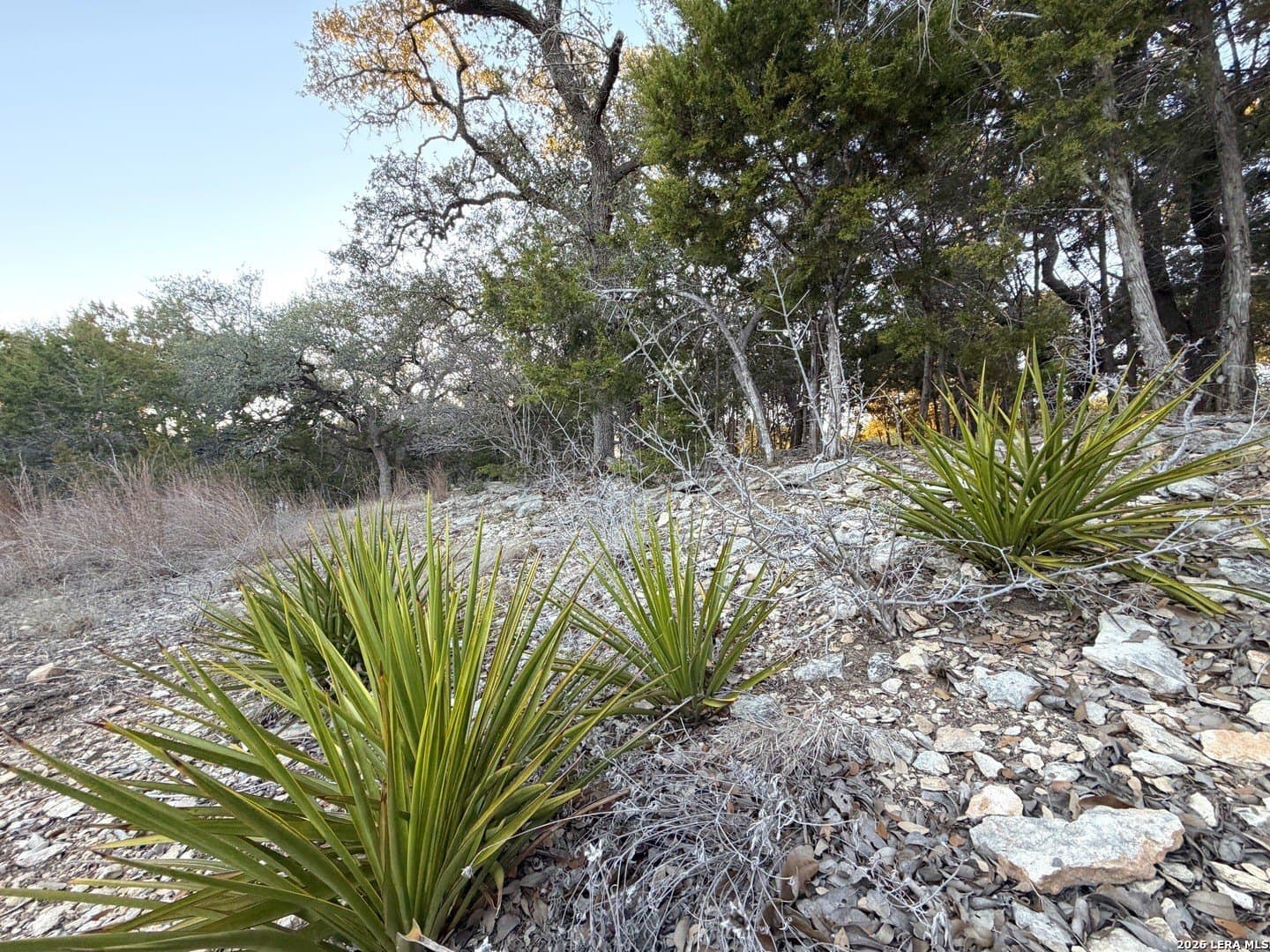0.5 acres in Comal County gallery image 3