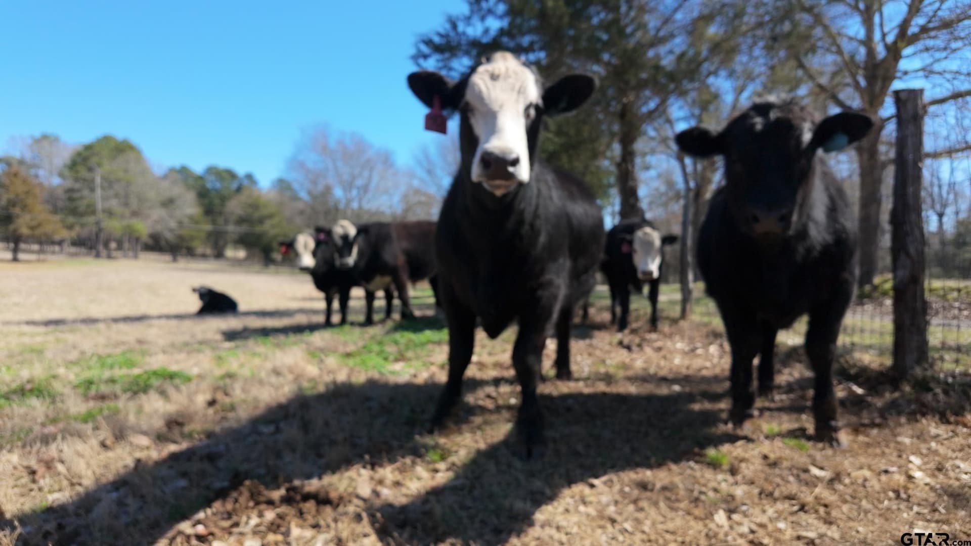 16.12 acres in Anderson County - photo 32