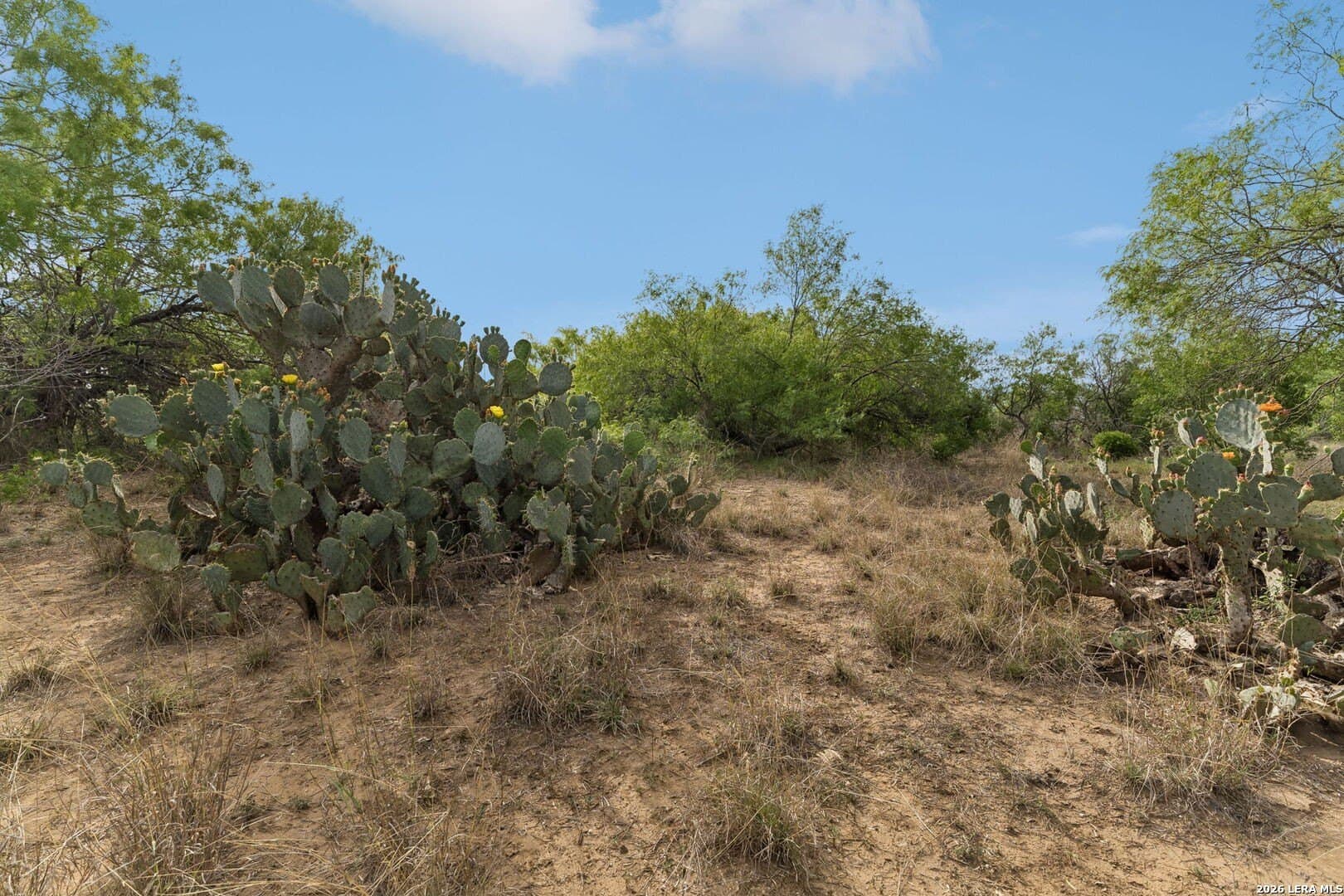 111 acres in Bexar County - photo 12