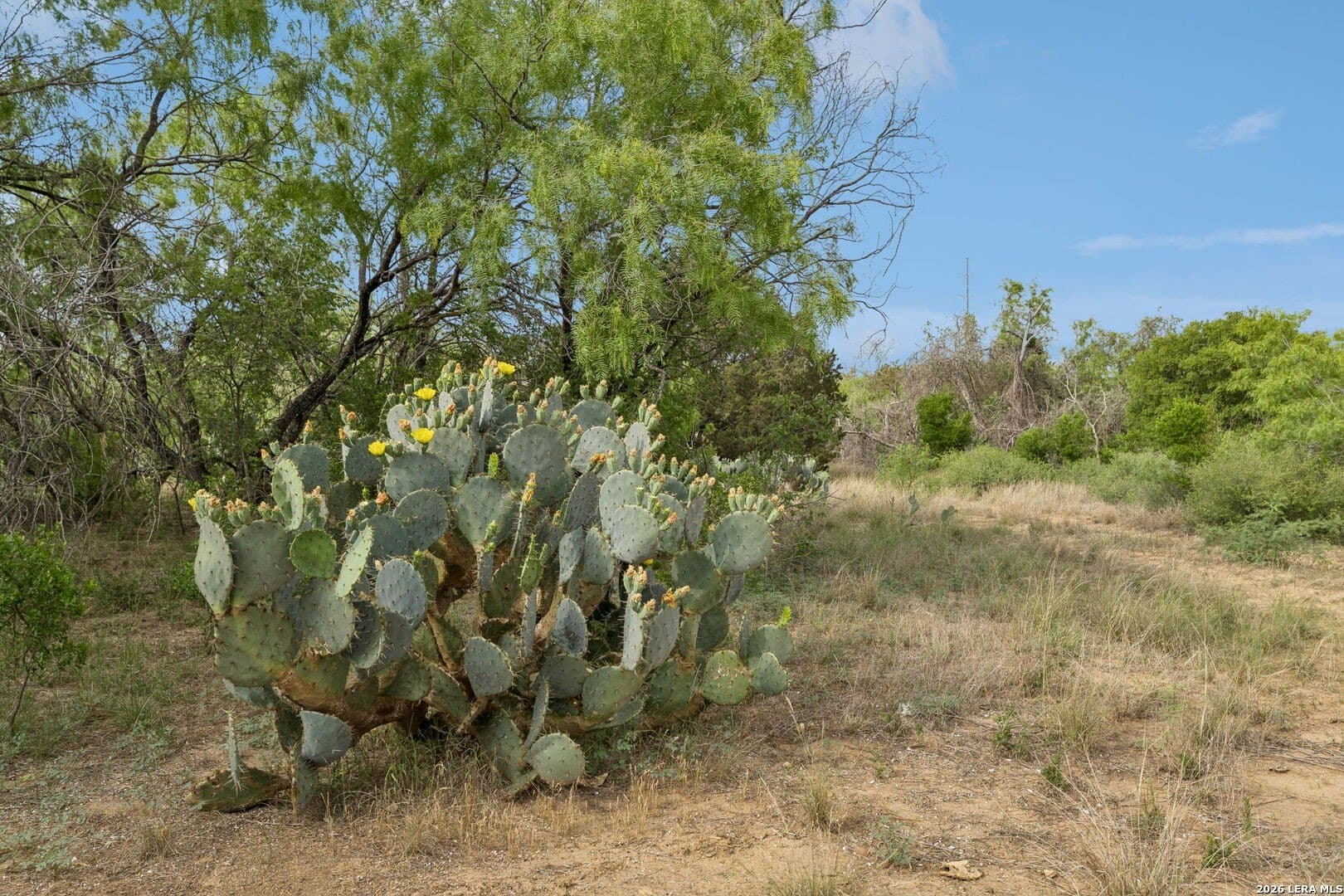 111 acres in Bexar County - photo 10