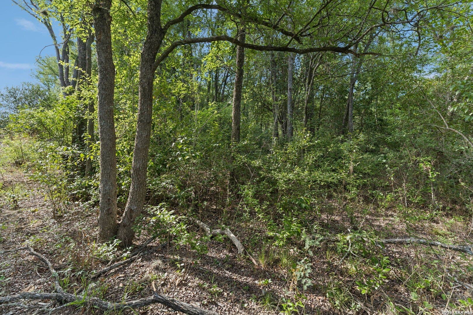 111 acres in Bexar County - photo 18