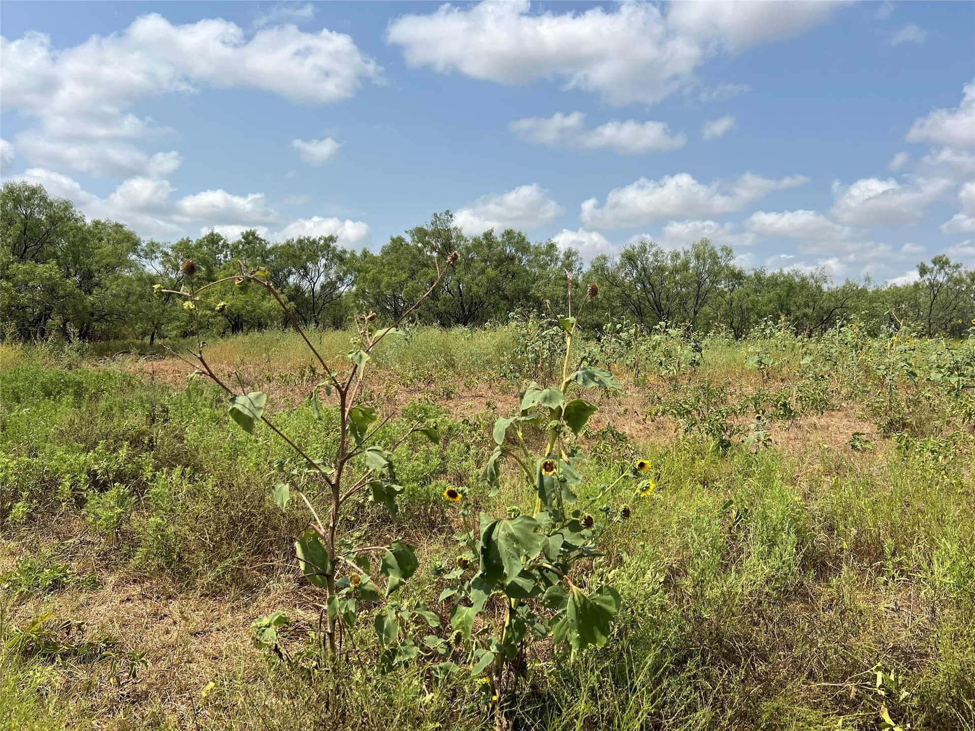 17.5 acres in Taylor County - photo 6