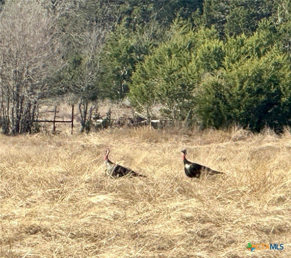 110 acres in Coryell County - photo 7