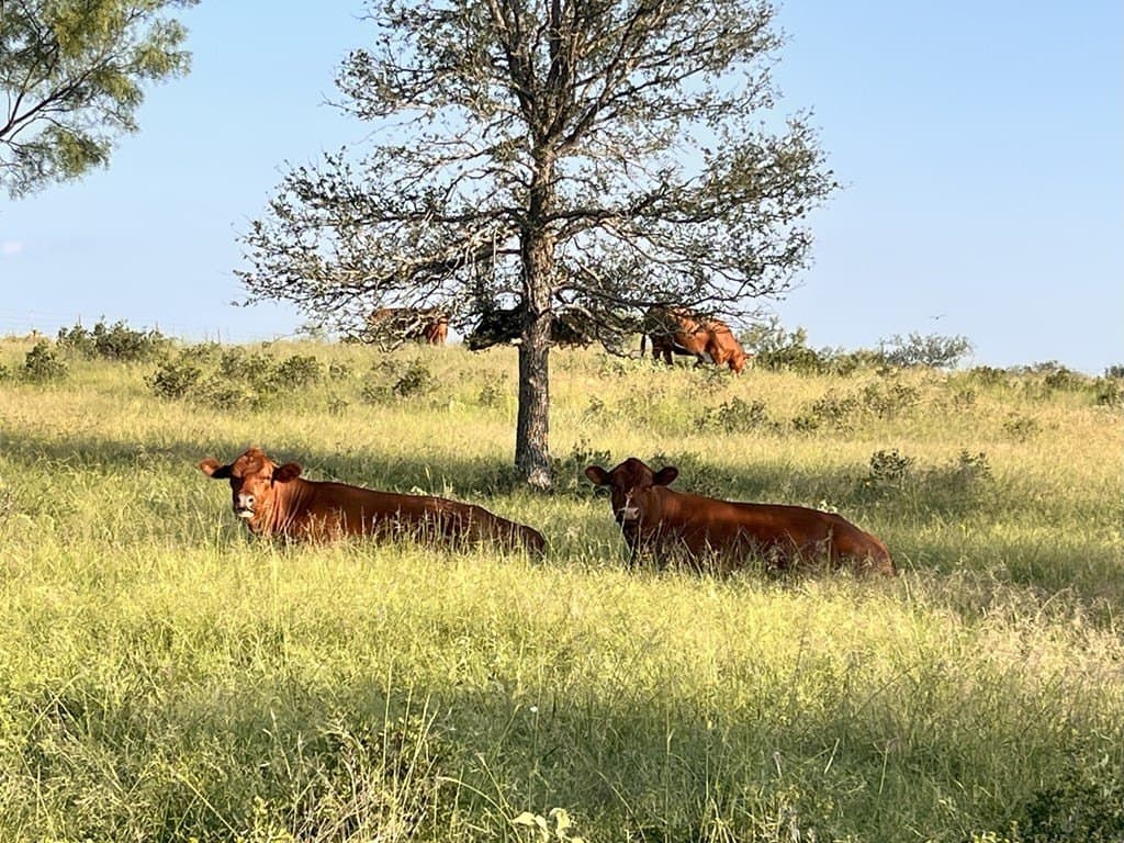 320 acres in McCulloch County - photo 12