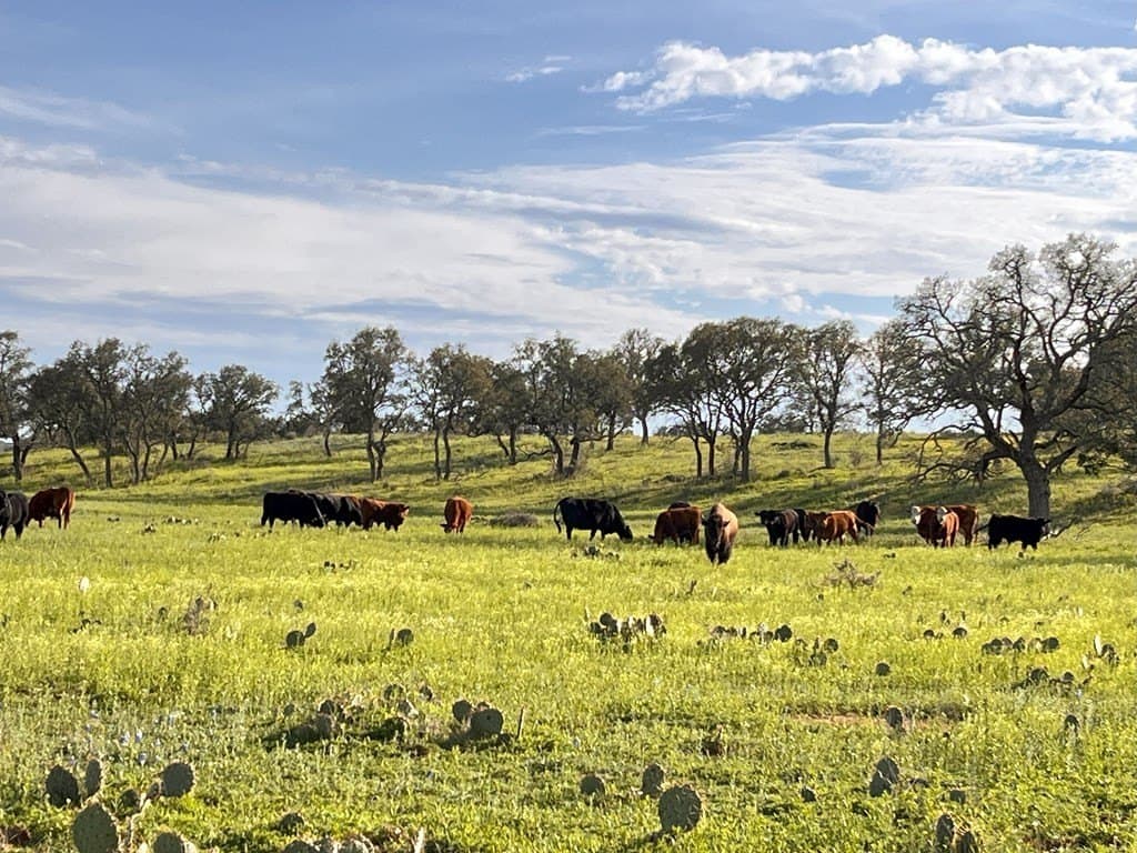 320 acres in McCulloch County - photo 6