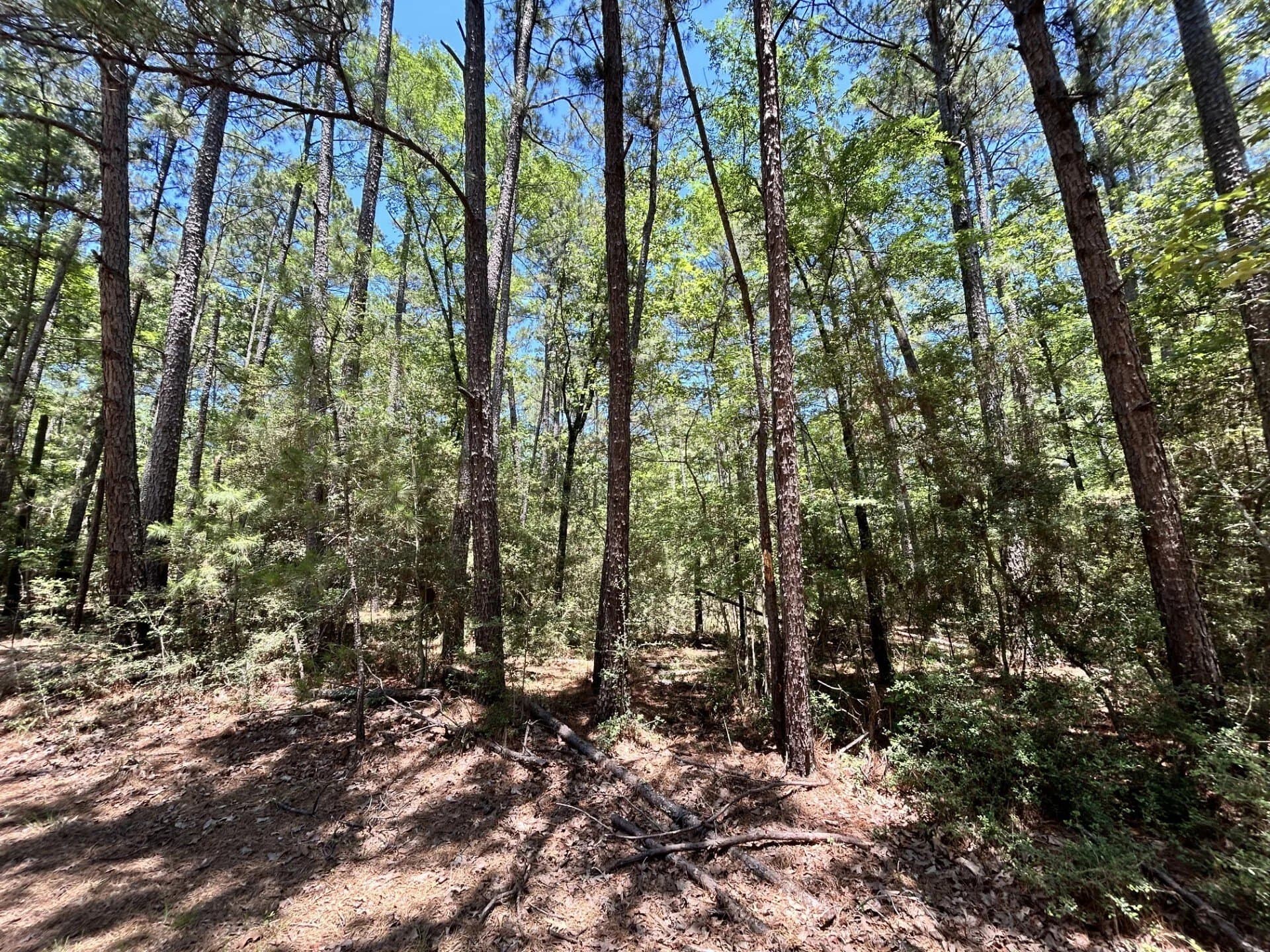 0.47 acres in Trinity County - photo 13