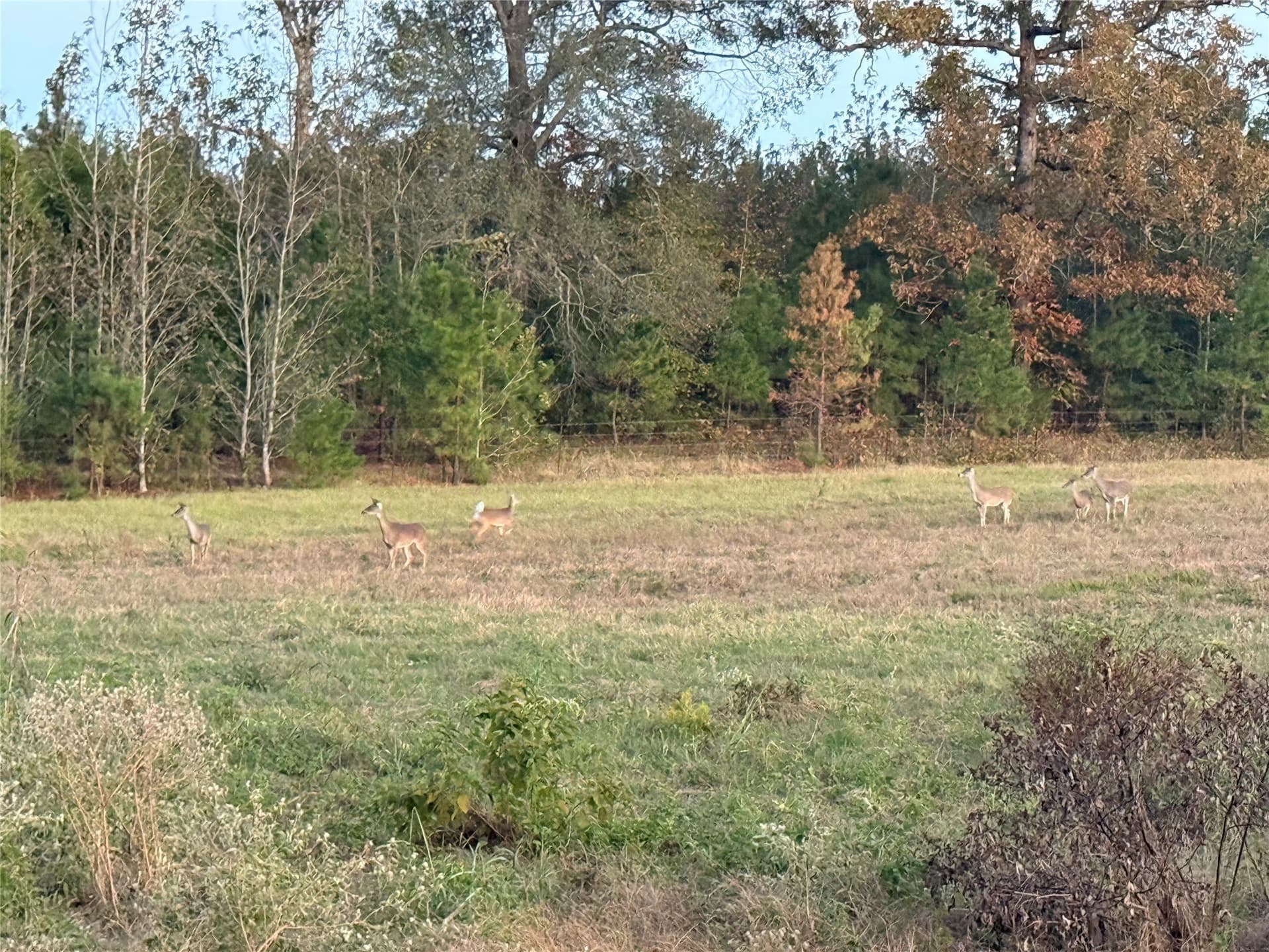 275 acres in Wood County - photo 17