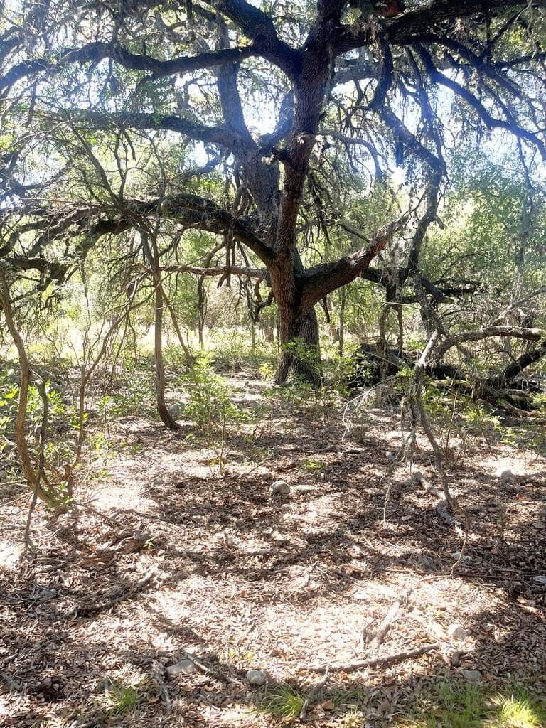 6.46 acres in Uvalde County - photo 14