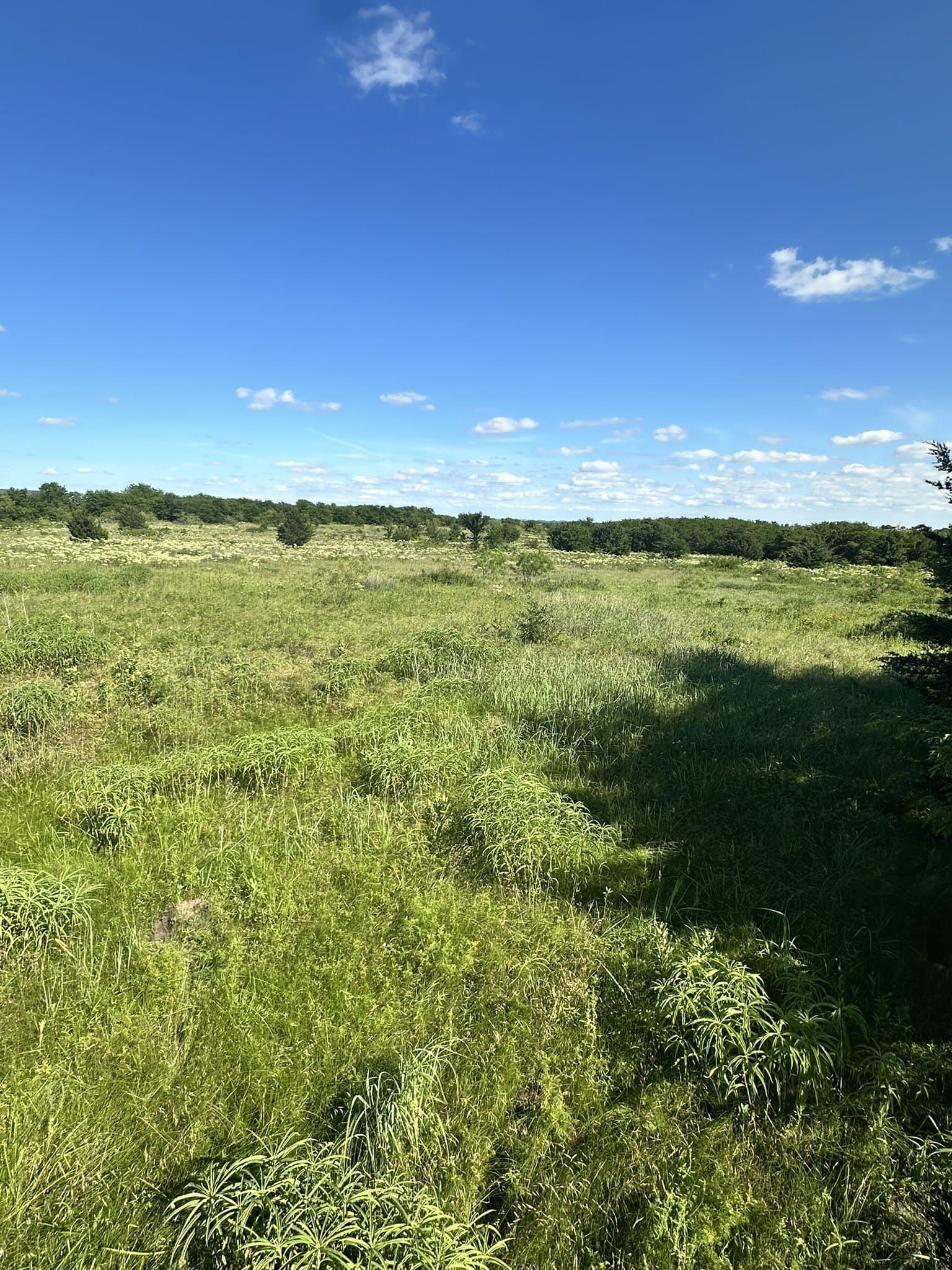 10 acres in Cooke County gallery image 4