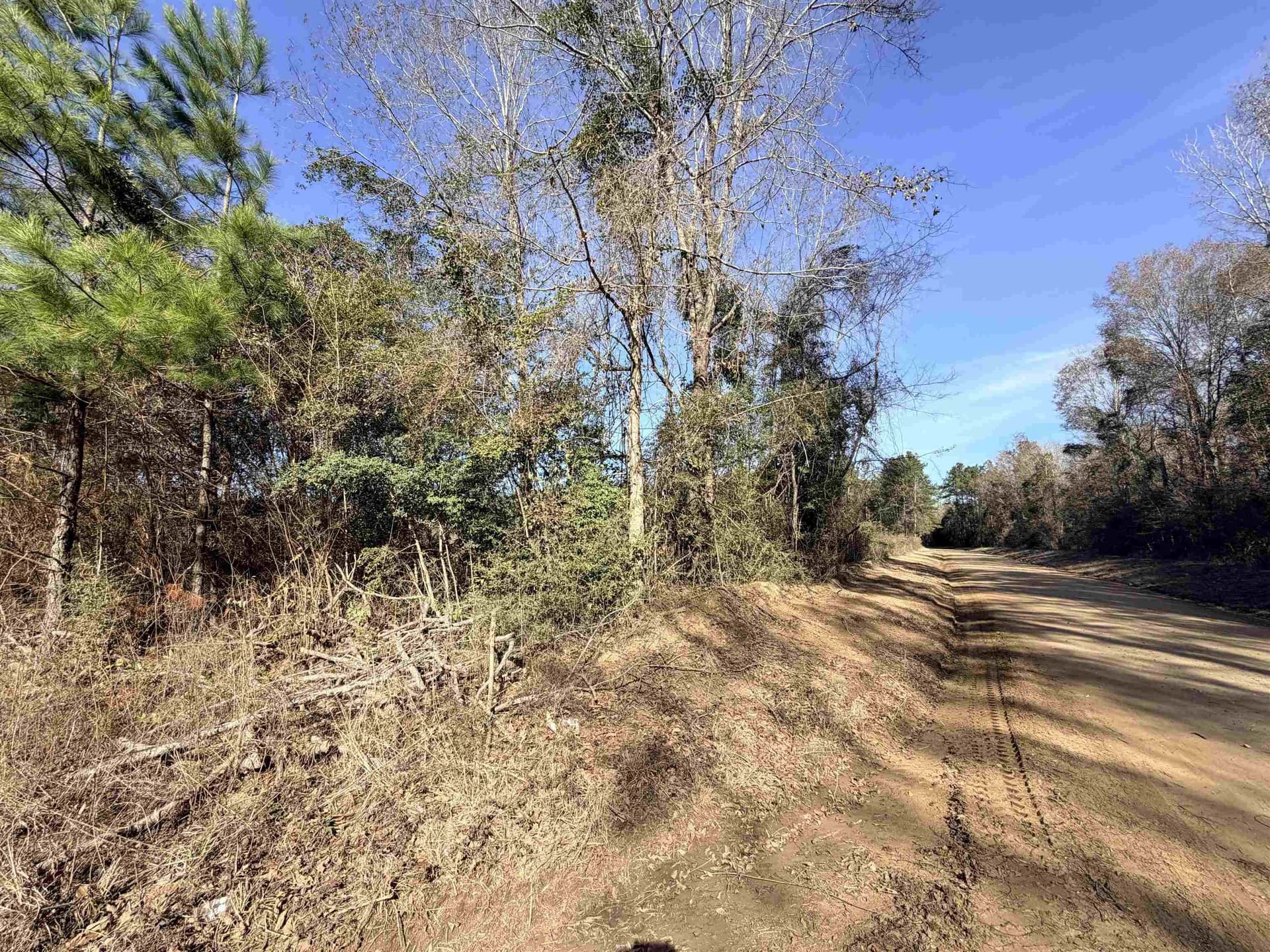 12 acres in Tyler County gallery image 2