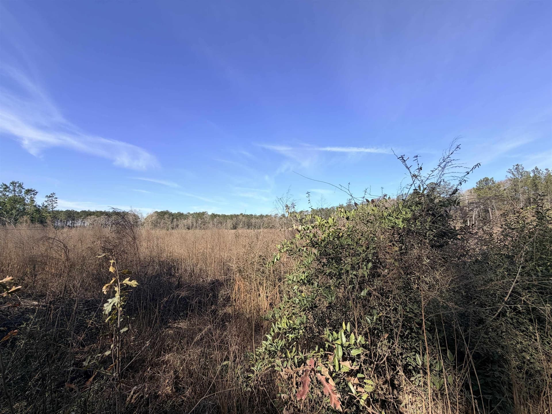 12 acres in Tyler County featured view