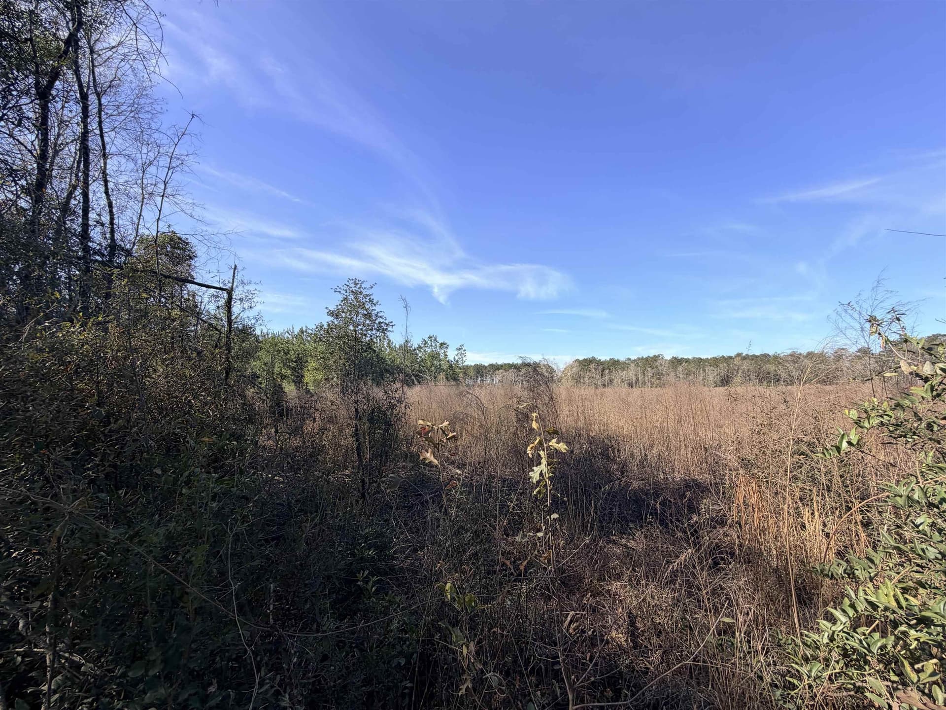 12 acres in Tyler County gallery image 4