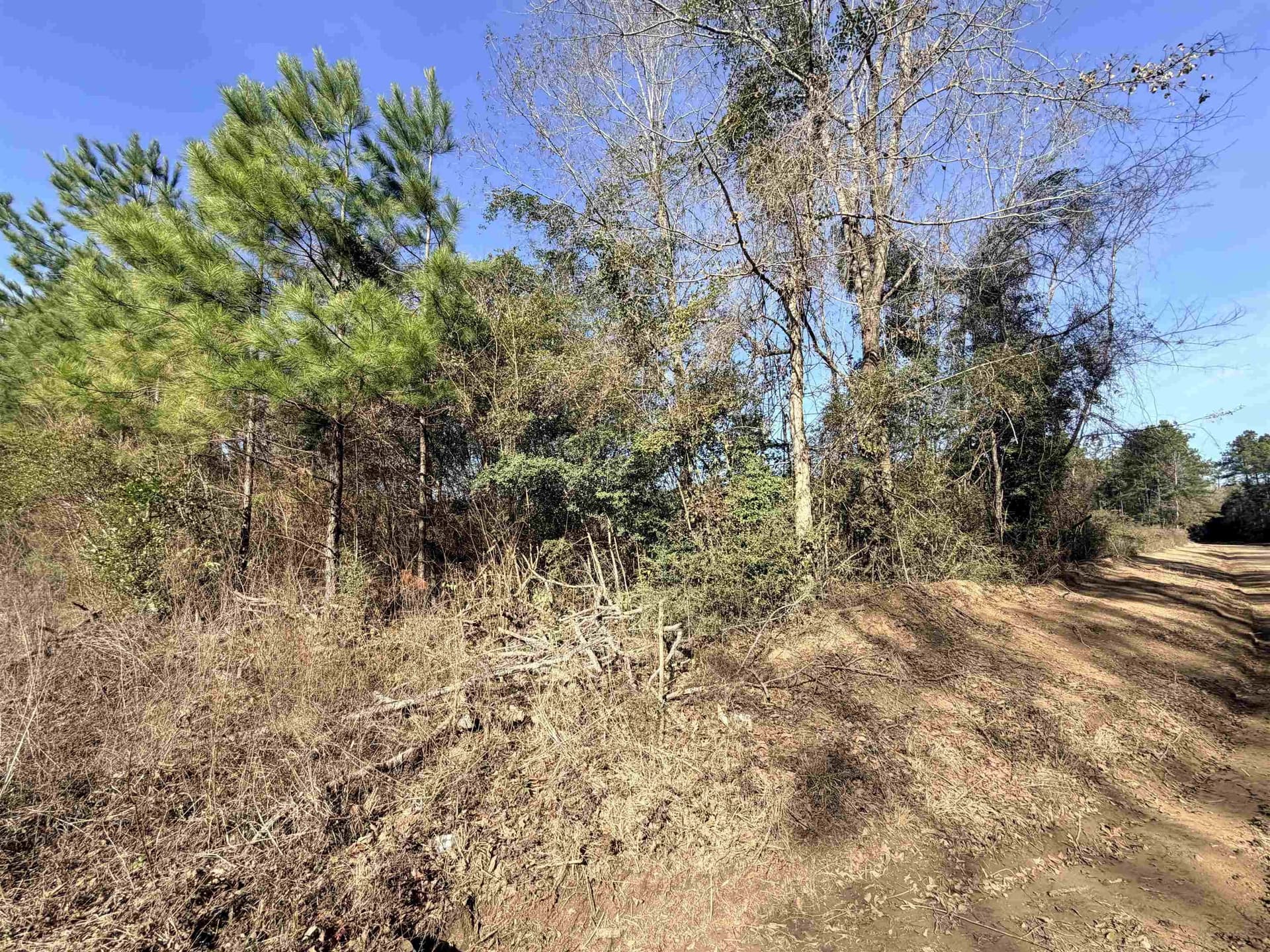 12 acres in Tyler County gallery image 3