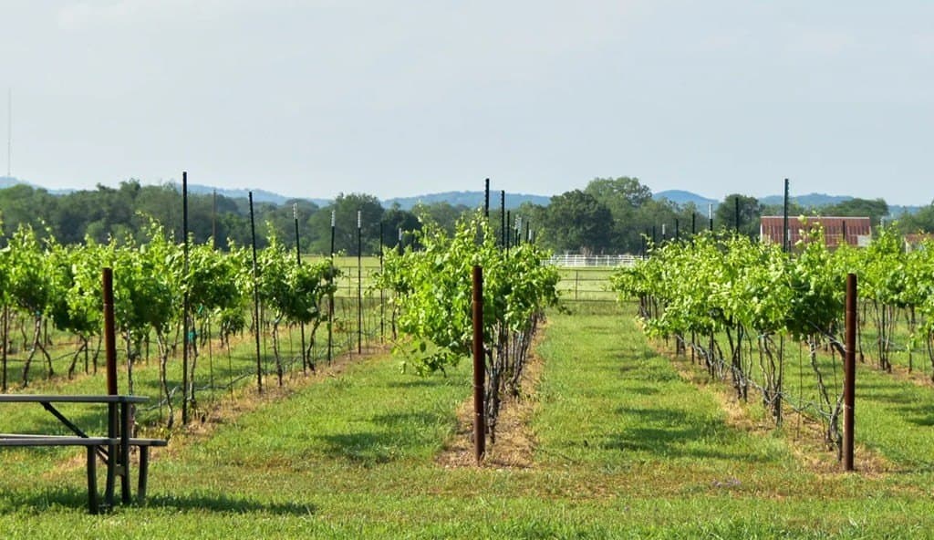 14.03 acres in Blanco County - photo 3