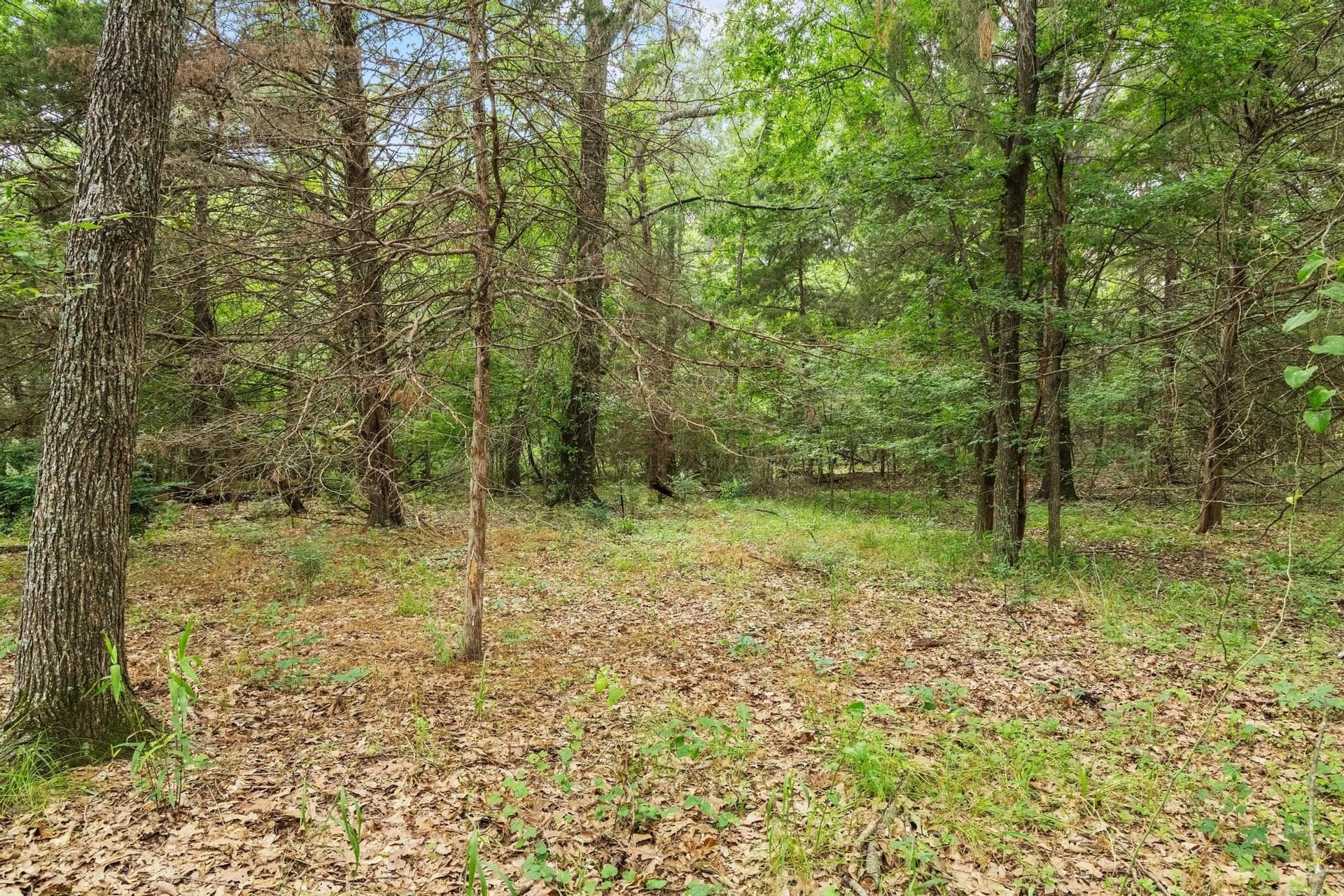 39.7 acres in Fannin County - photo 10