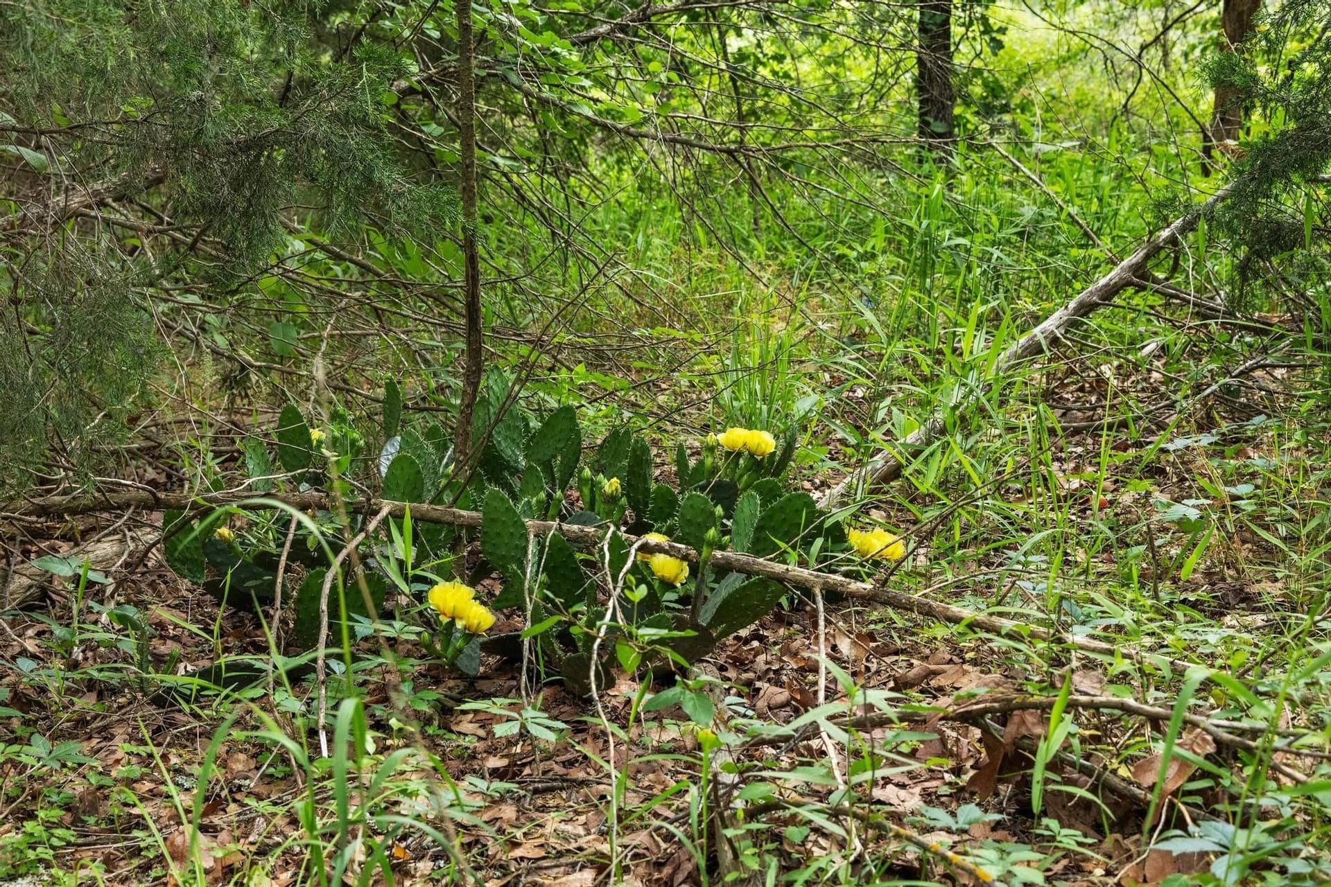 39.7 acres in Fannin County - photo 16
