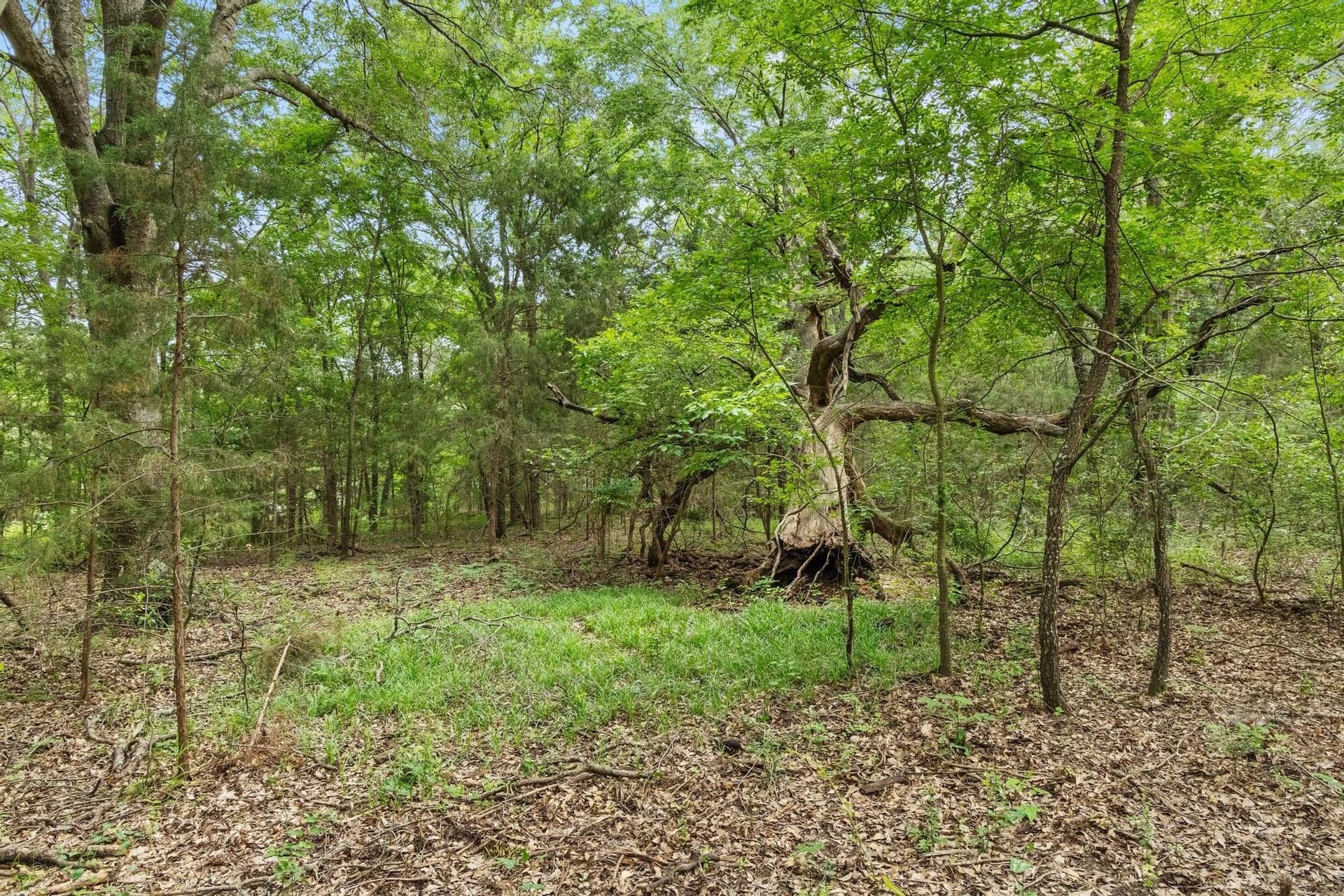39.7 acres in Fannin County - photo 24