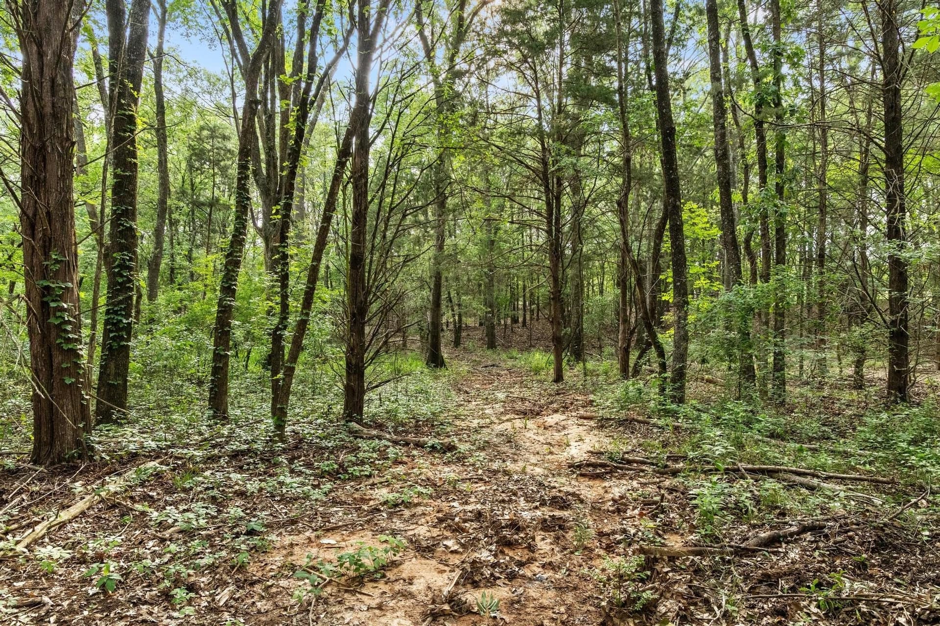 39.7 acres in Fannin County - photo 29