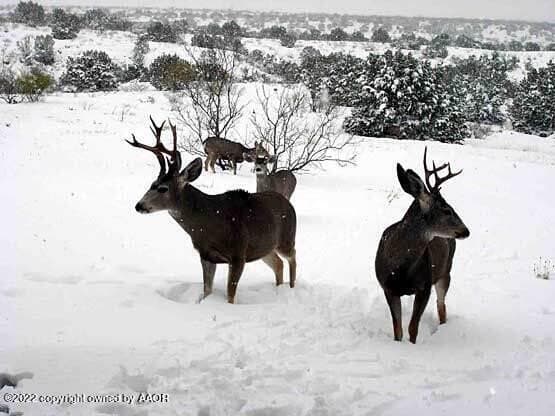 2.85 acres in Randall County gallery image 2