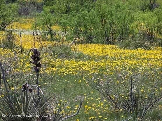 2.85 acres in Randall County gallery image 4