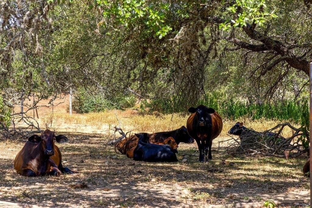 60.61 acres in Comal County - photo 41