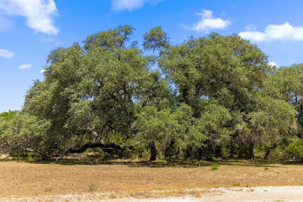 60.61 acres in Comal County - photo 46