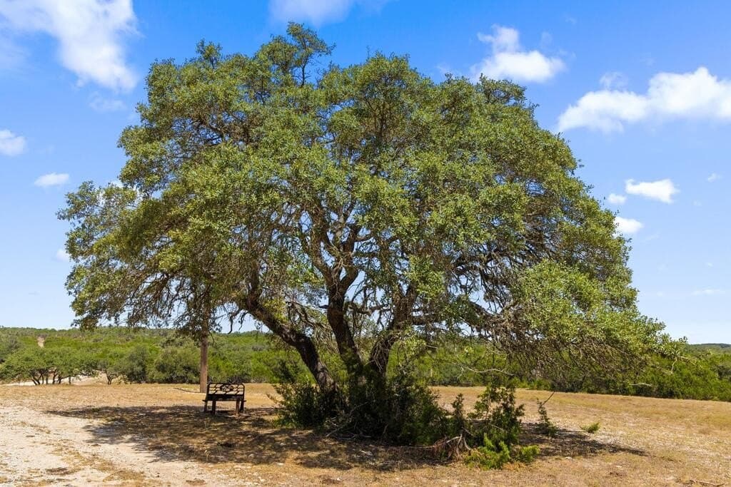 60.61 acres in Comal County - photo 8