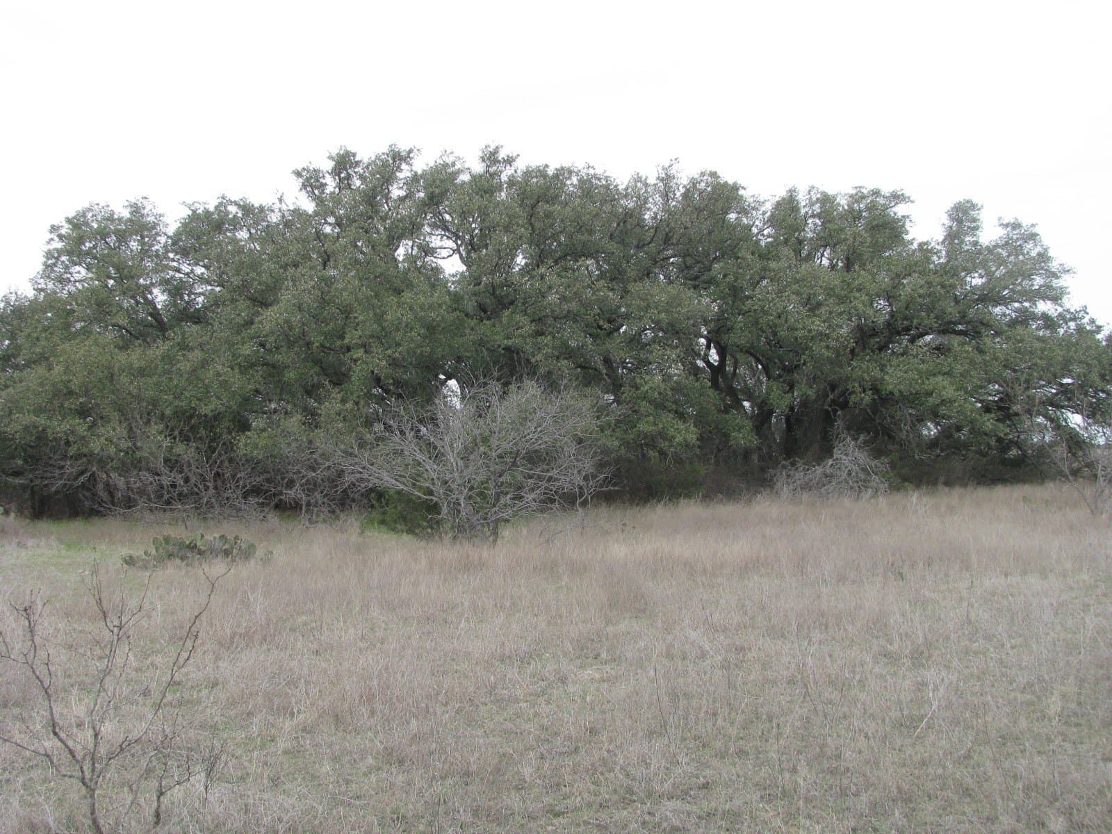 48 acres in Coryell County - photo 13