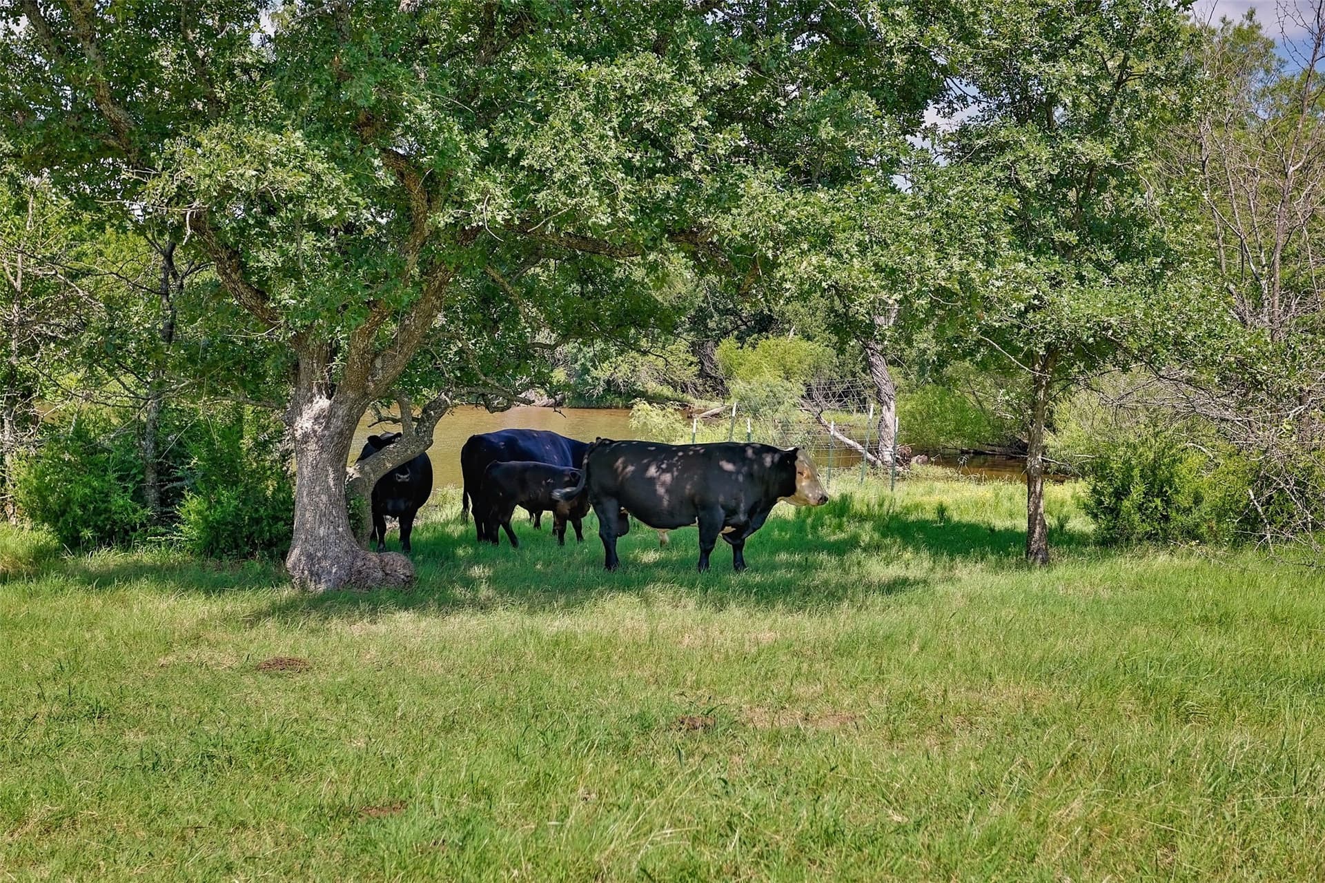 47.56 acres in Cooke County - photo 6