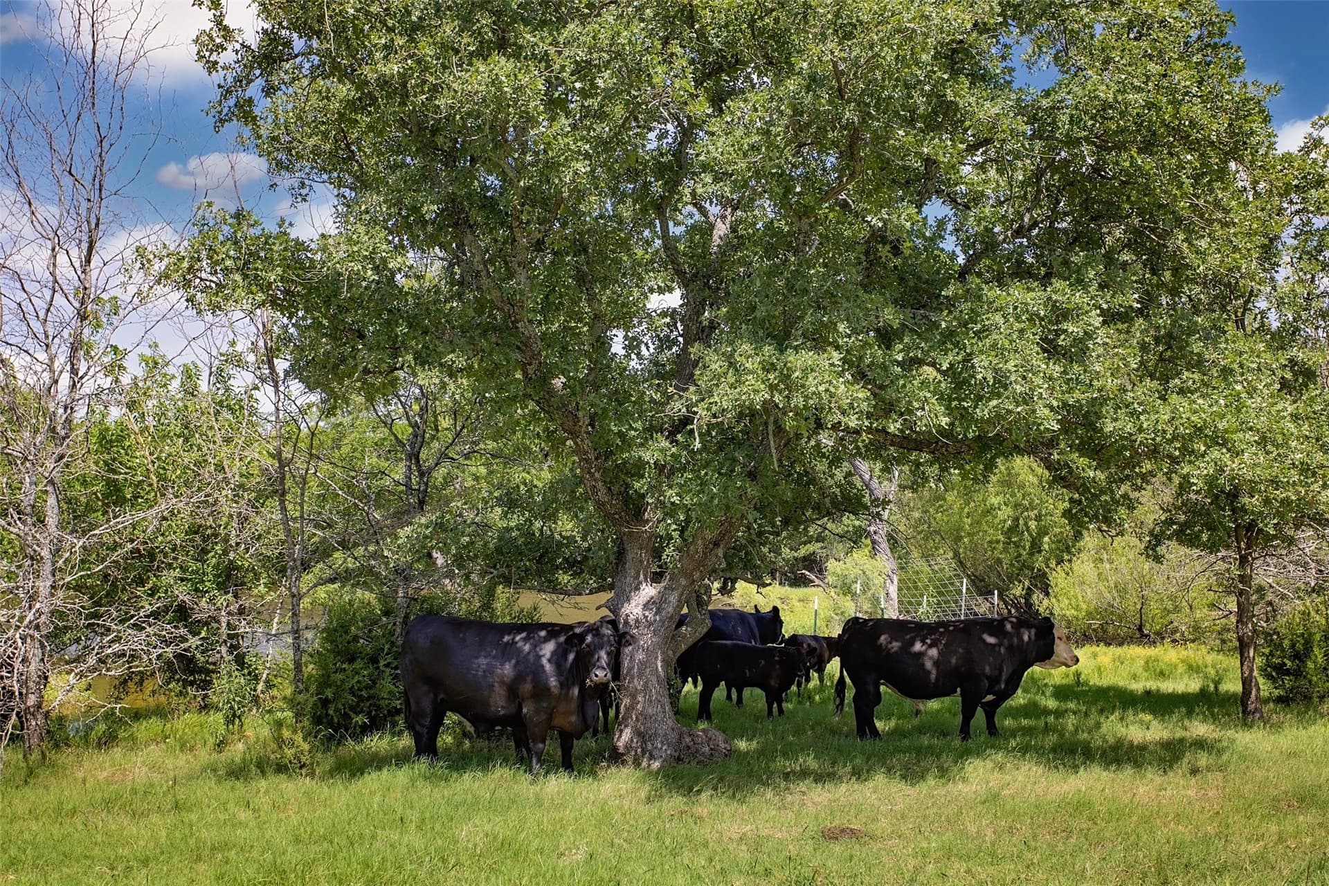 47.56 acres in Cooke County - photo 7