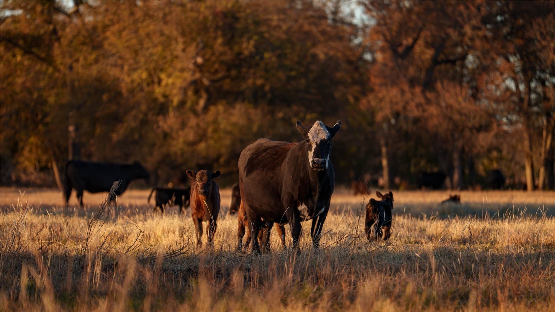 920 acres in Wise County - photo 17