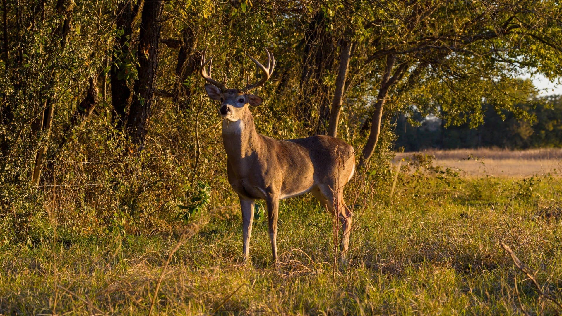 920 acres in Wise County - photo 25