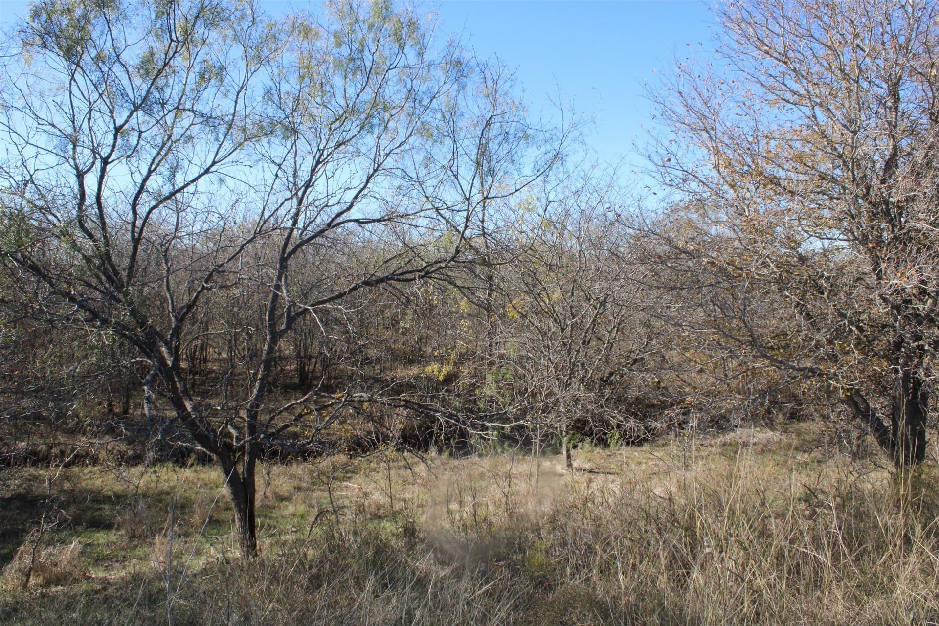 100 acres in Limestone County - photo 15