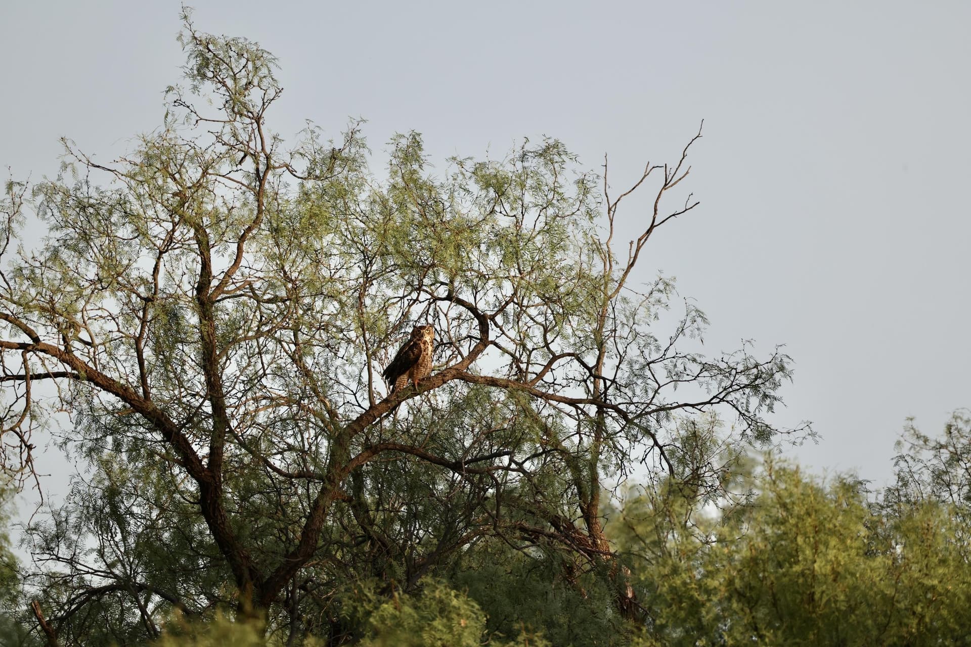 401 acres in Stonewall County gallery image 3