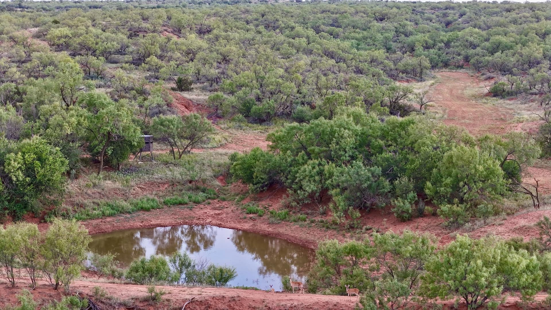401 acres in Stonewall County - photo 13