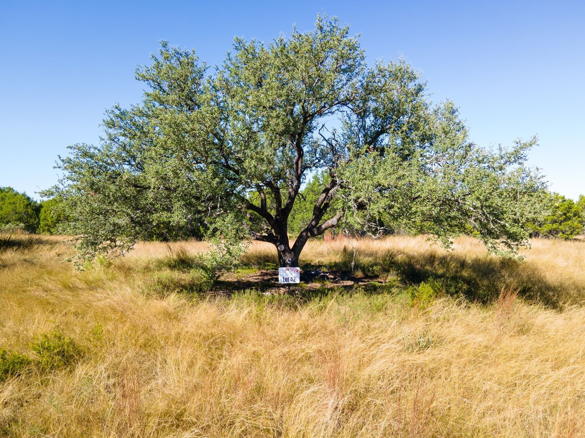 10.01 acres in Coryell County gallery image 3