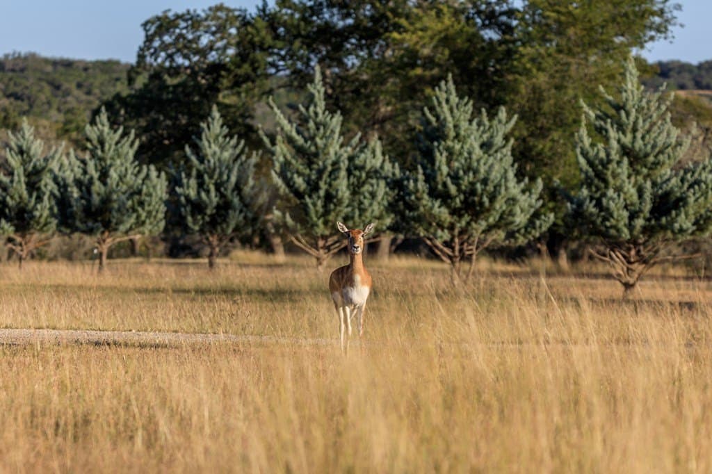 39.04 acres in Gillespie County - photo 86
