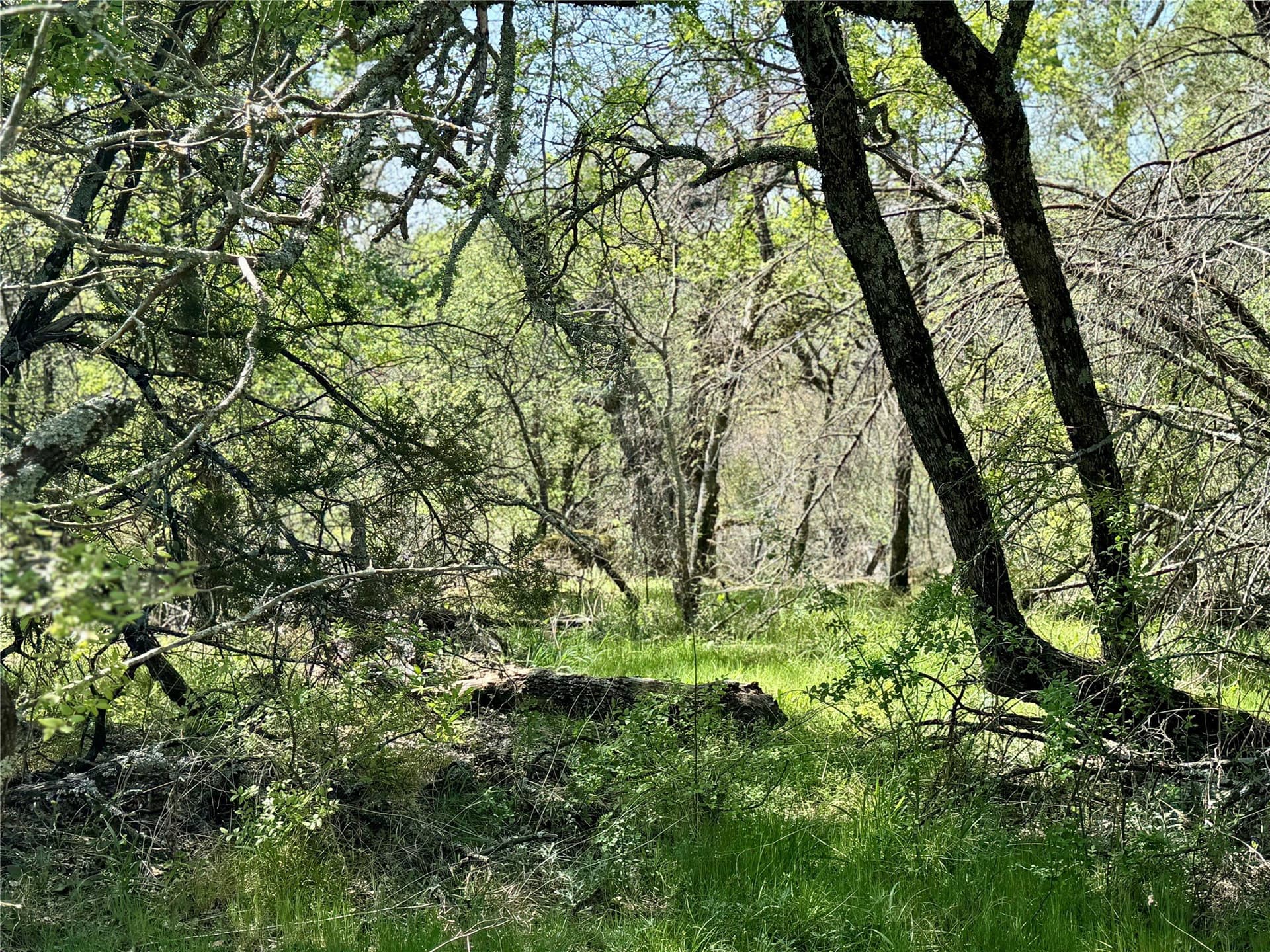 35 acres in Parker County gallery image 2